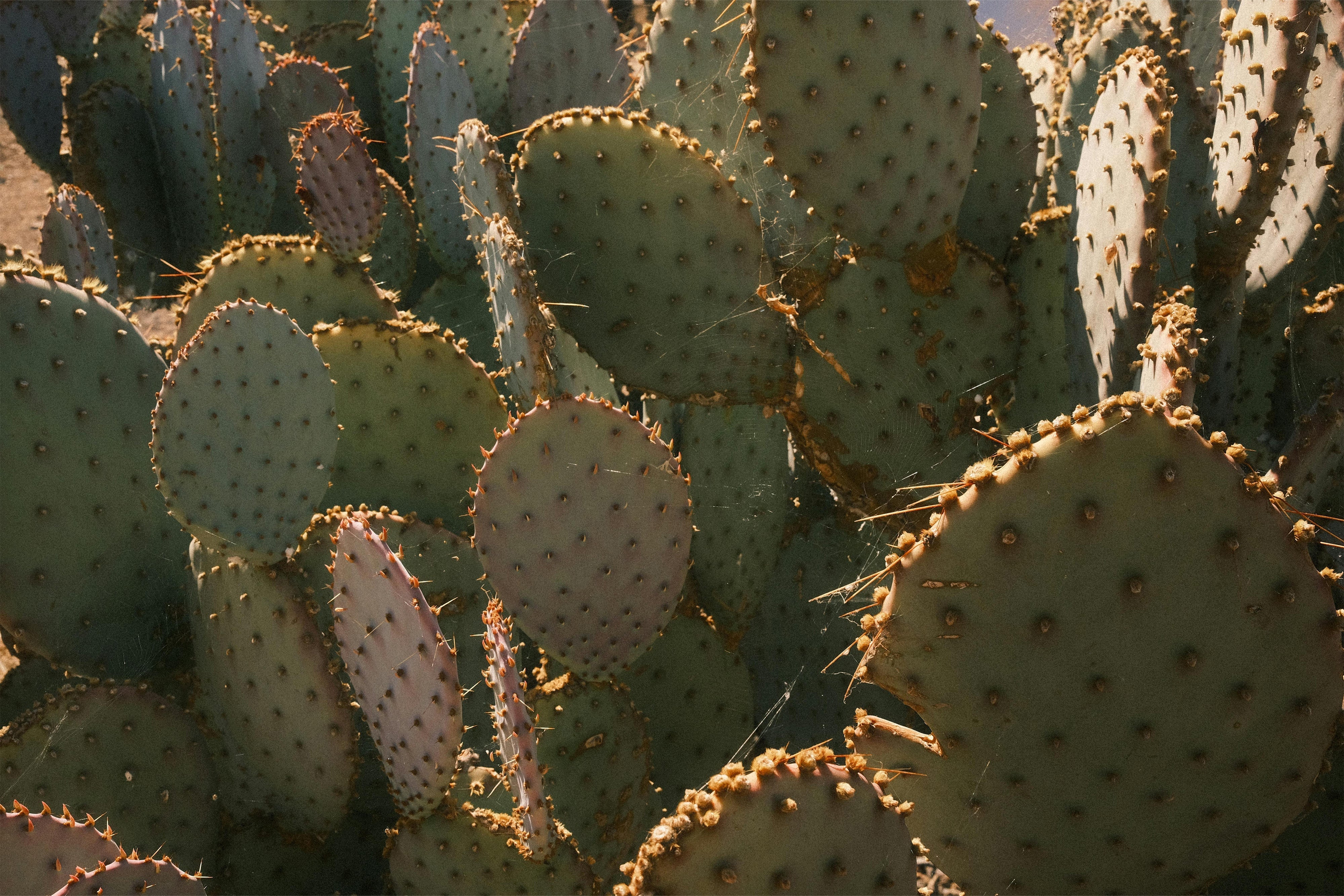 Cactus Leather — The Desserto® Story