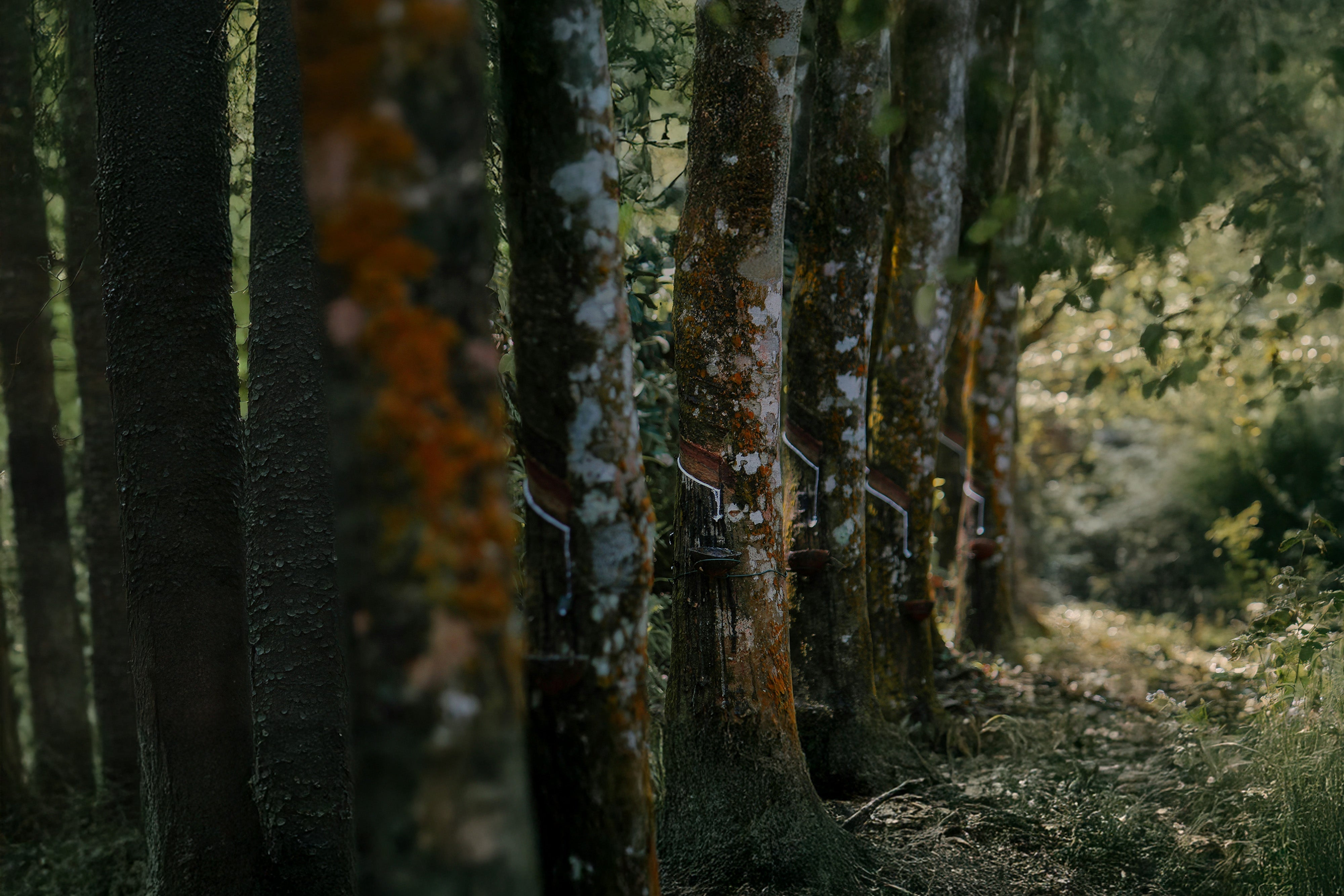 The Eco-Friendly Benefits of FKM Rubber Straps in Berlo Watches